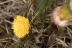 Coltsfoot